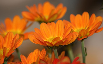 Beautiful Orange Flowers Wallpaper HD