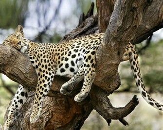 Lions Extra Work And Sleep Crossfit H20