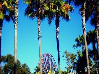 California Palm Trees Wallpaper By