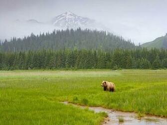 Habitat Screensaver Screensavers Bear