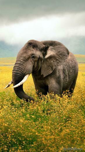 Meadow Elephant