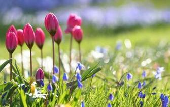 Pink Spring Flower High Res Wallpaper New HD