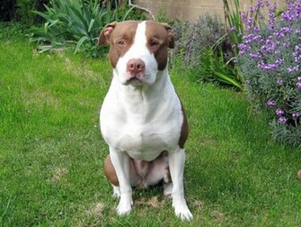 American Pitbull Terrier Razas Perros Mascotas