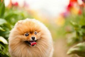 Pomeranian Computer Wallpaper Desktop Background Id