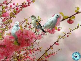 Spring Birds Picture