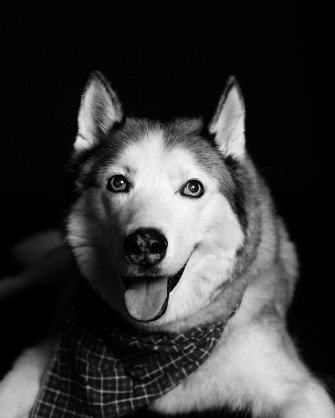 Senior Dog Photos Happy Photo Studio