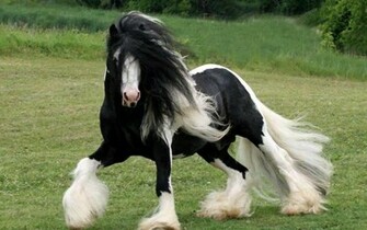 Gypsy Vanner Horse F2 Hq Wallpaper