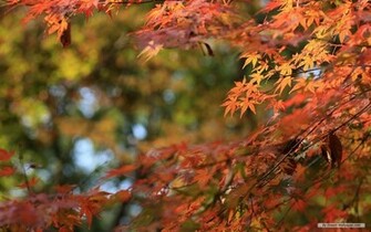 Wallpaper Vista Autumn Leaves