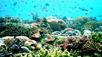Great Barrier Reef Wallpaper