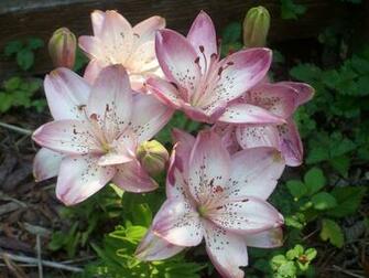 Easter Lily Wallpaper Pink By