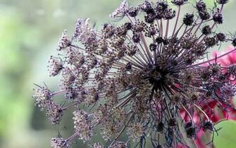 Purple Queen Anne S Lace Wallpaper