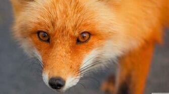 Red Fox Face 4k HD Desktop Wallpaper For Ultra Tv Wide