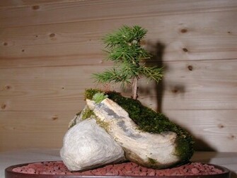 Bonsai Wallpaper