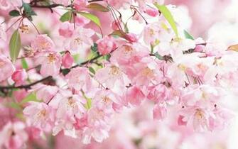 Cherry Blossoms Wallpaper