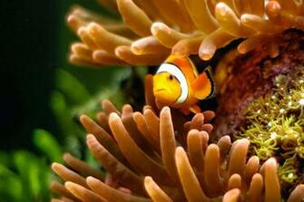 Clown Fish HD Wallpaper1600x1064 IwallHDwallpaper