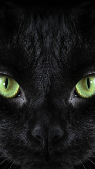 Black Cat Wallpaper For iPhone I Photograph Shelter Cats