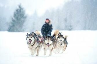Dog Sledding Wallpaper High Quality