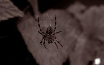 Spider Creepy Desktop Full HD Wallpaper Wallinda