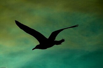 Birds Silhouette HD Wallpaper Color Palette Tags