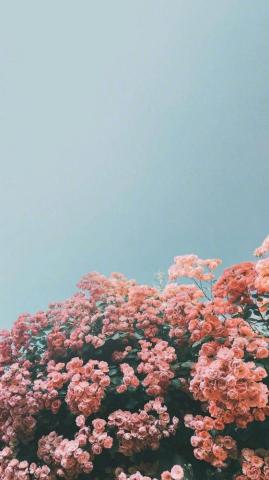 Beautiful Flower iPhone Wallpaper Idea