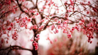Cherry Blossom Tree Wallpaper
