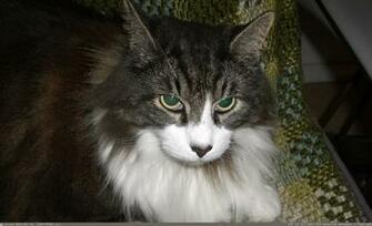 Kitten Wallpaper Norwegian Forest Cat