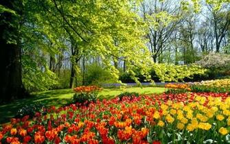 Spring Tulips Wallpaper
