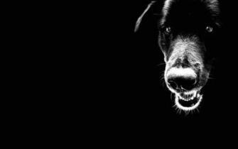 Pets Puppies Type Wallpaper For N Widescreen
