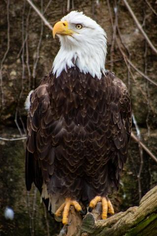 Eagle Pictures Image