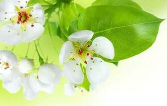 Wallpaper Spring Flowers Apple Tree Blossoms Tender White Petals