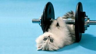 Work It Miss Kitty Computer Wallpaper Desktop Background