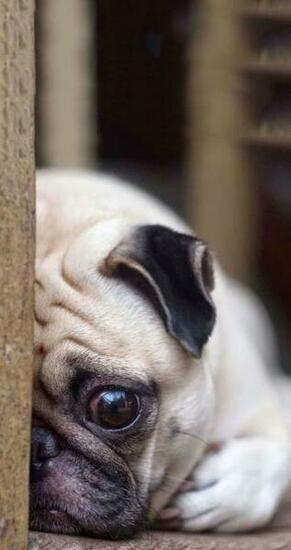 Fat Pug Tap For More Cute Dog HD Wallpaper Mobile9