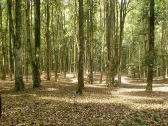 Spring Forest Desktop Wallpaper Background
