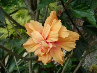 Tropical Flowers Wallpaper