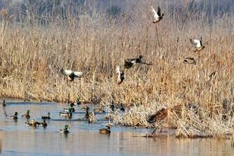 You Don T Need A Dog To Hunt Birds Griffin S Guide Hunting And