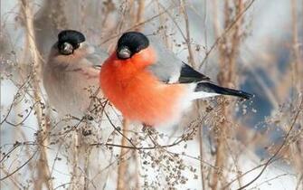 Wallpaper Photo And All Bullfinches Pictures