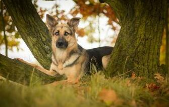 German Shepherd Dog Leaves Tree Wallpaper Photos