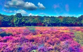Nature Multicolor Forest Psychedelic Expressionism Wallpaper