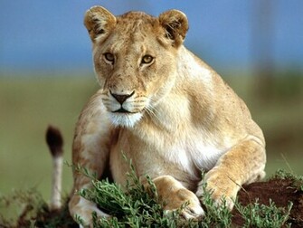 Lioness Wallpaper