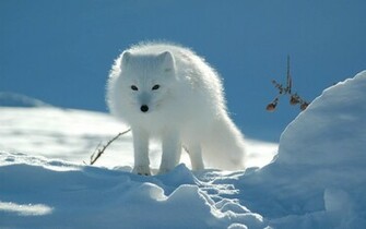 Tag Arctic Fox Wallpaper Background Photos Image And Pictures