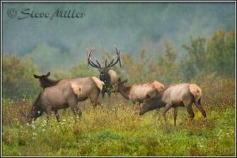 Elk Screensavers For