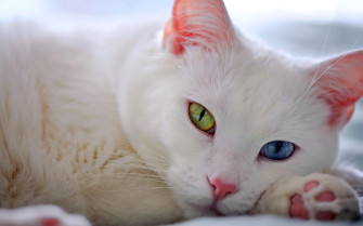 Cute White Cat Desktop Wallpaper HD