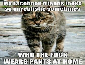 Cat Meme Quote Funny Humor Grumpy Sadic Wallpaper Background