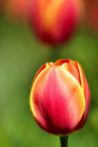 Tulips Simply Beautiful iPhone Wallpaper
