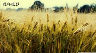 Yellow Grain Wallpaper Wallpoper