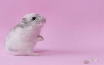 Hamsters Achtergronden Dieren HD Hamster Wallpaper Foto Jpg