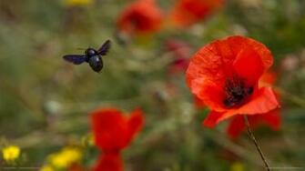 Red Poppy Wallpaper Gallery
