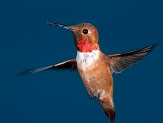Hummingbird Screensaver And Wallpaper