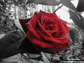 Black And White Rose Wallpaper Lack Derrick
