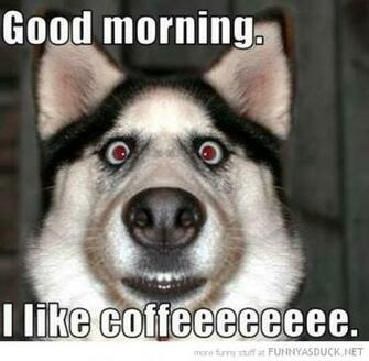 Good Morning Funny As Duck Pictures